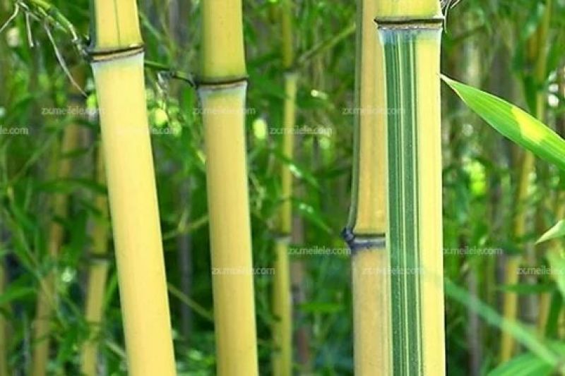 金镶玉竹1~2m