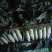 福建永安红莴笋1.5~2斤50~60cm