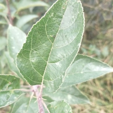 维纳斯黄金苹果苗乔化苹果苗