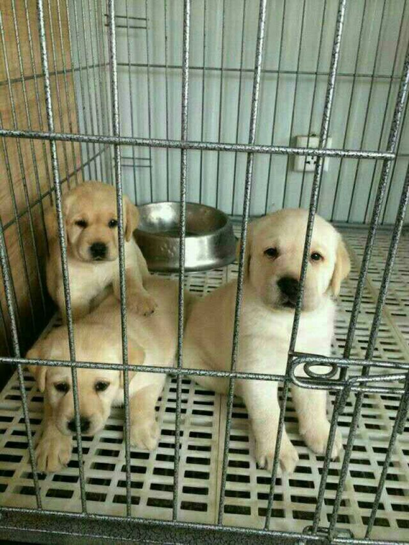 拉布拉多犬黑色拉布拉多米色拉布拉多大小均有