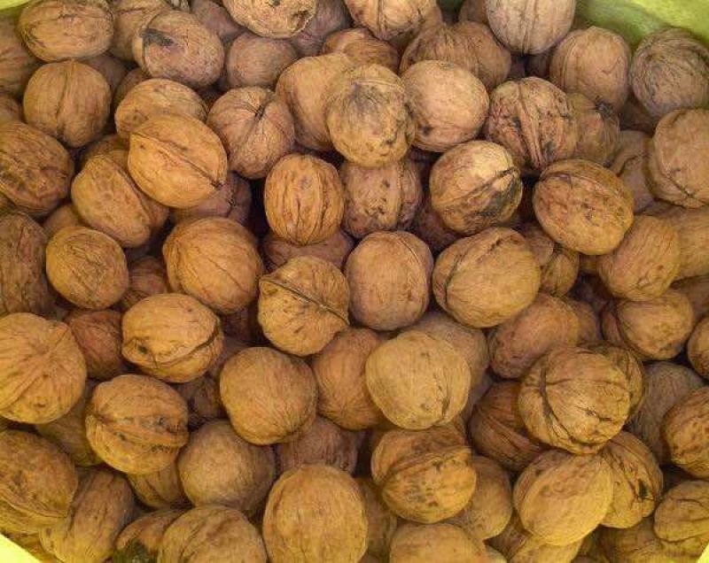 香玲核桃苗50~100cm一年苗