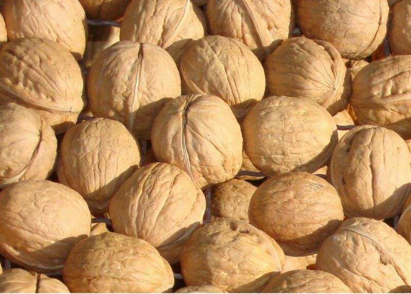 香玲核桃苗50~100cm一年苗