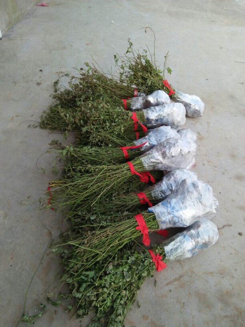 蔷薇花苗藤本月季爬藤蔷薇庭院植物盆栽四季开花耐寒耐热