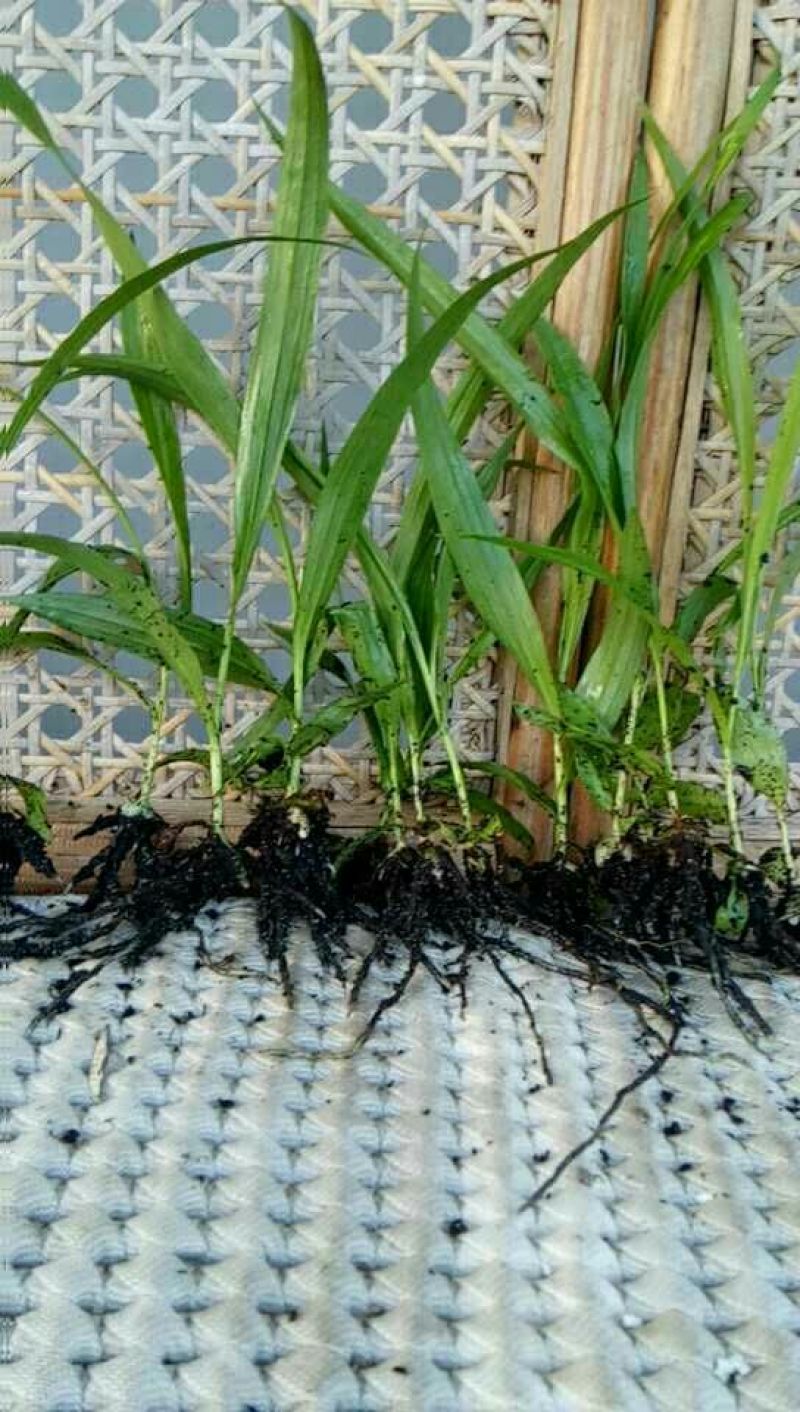 白芨种苗10~20cm