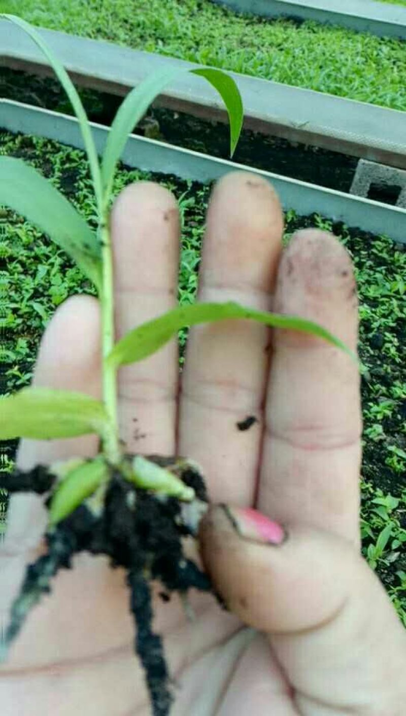 白芨种苗10~20cm