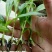 白芨种苗10~20cm