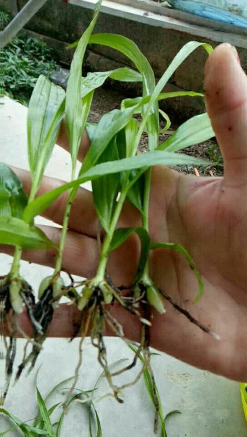 白芨种苗10~20cm