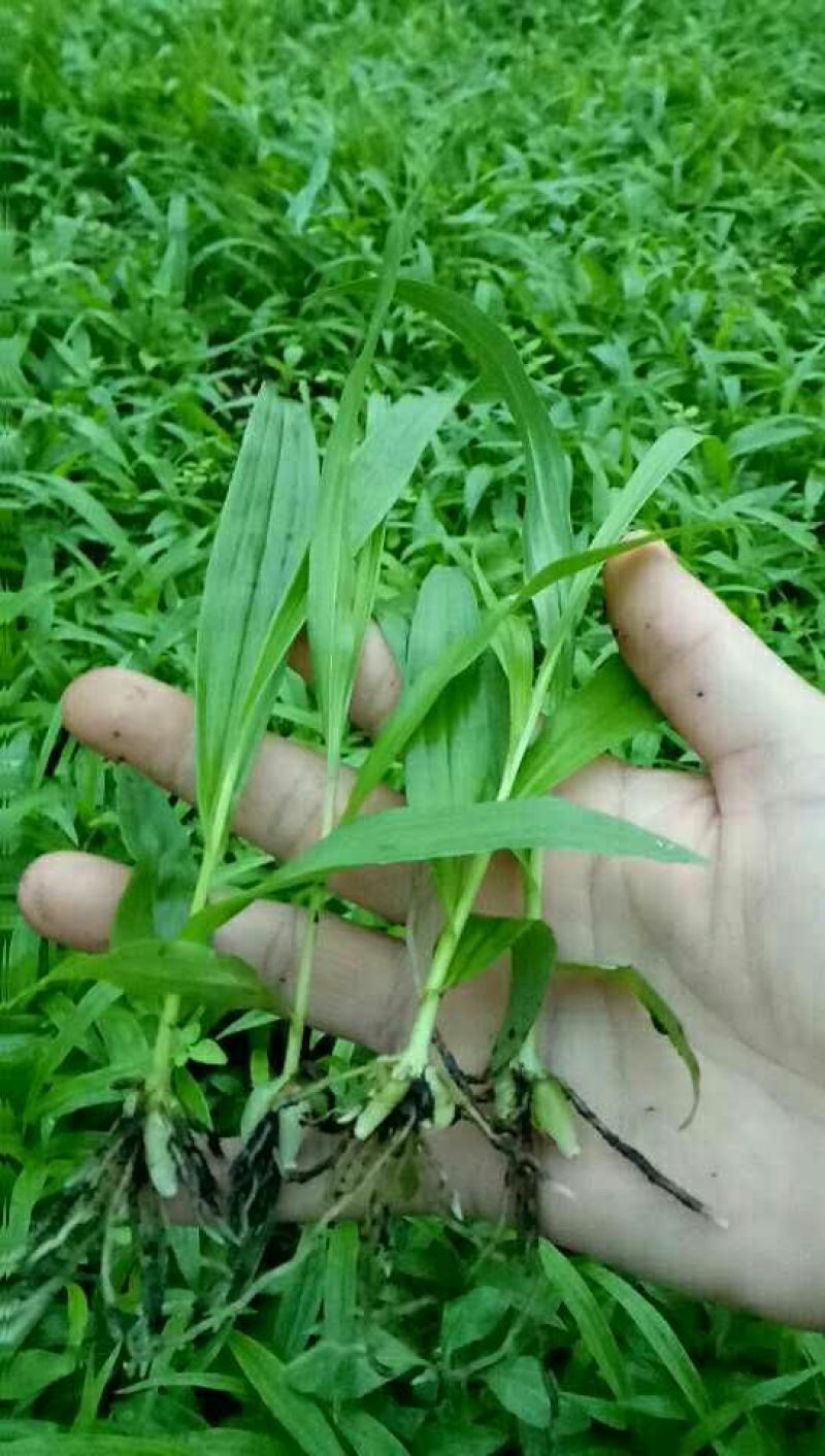 白芨种苗10~20cm