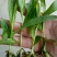 白芨种苗10~20cm