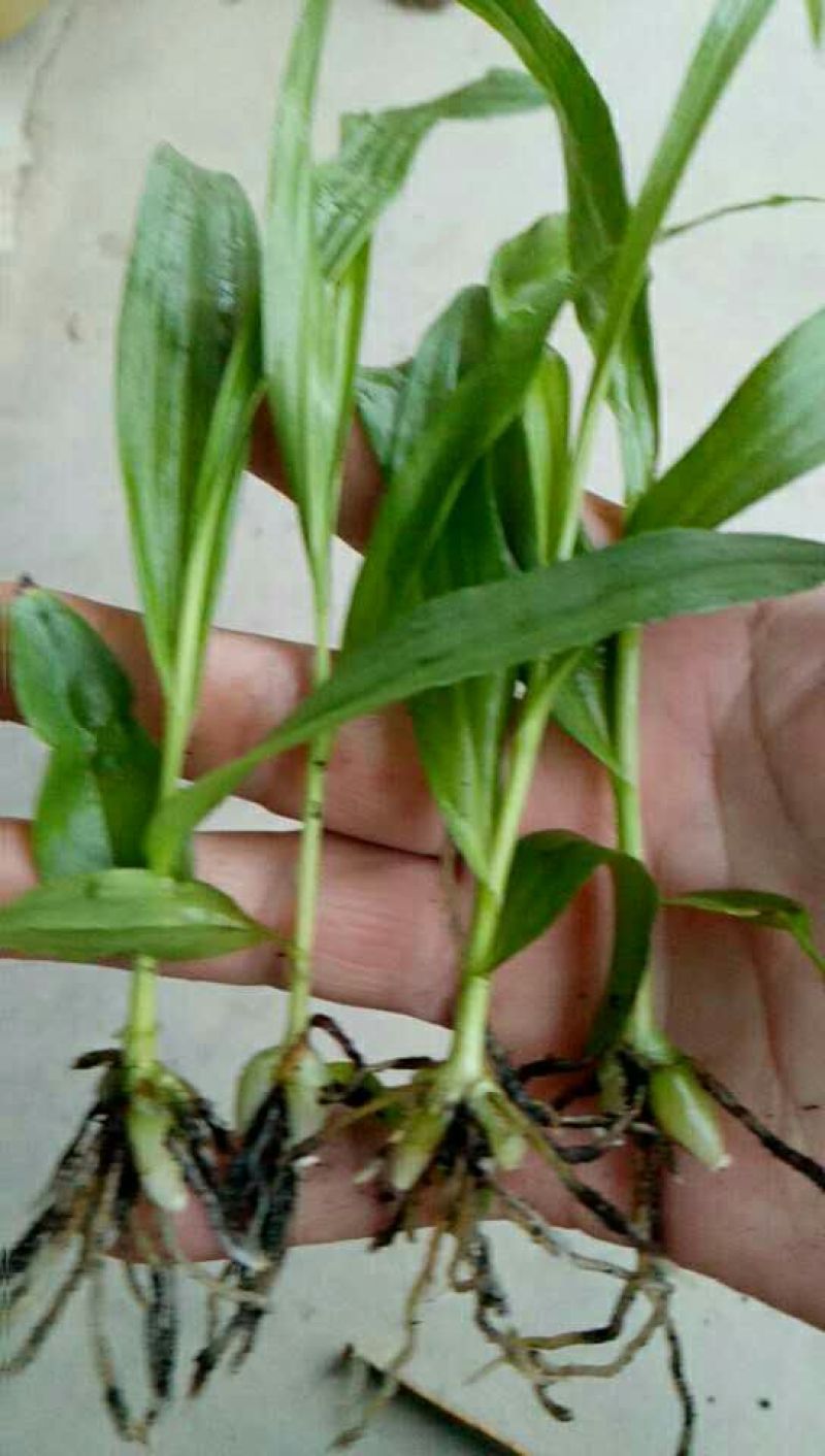 白芨种苗10~20cm