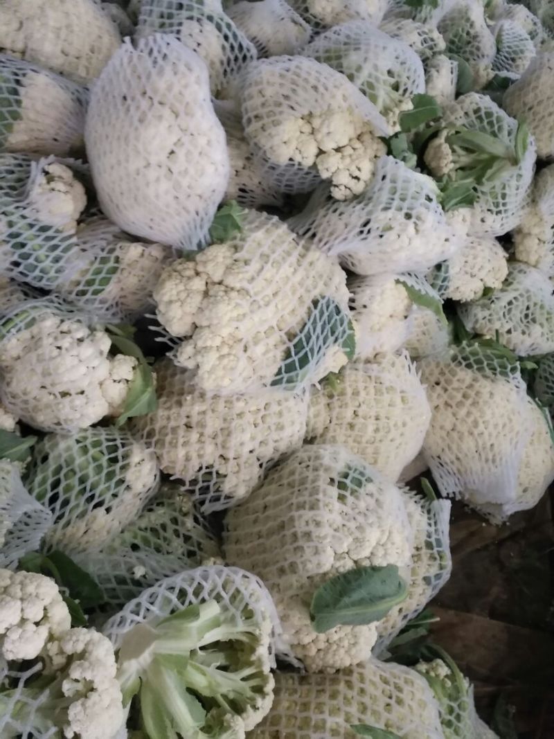 松花菜2~3斤散花乳白