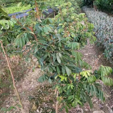 龙眼树苗50~80cm