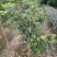 龙眼树苗50~80cm