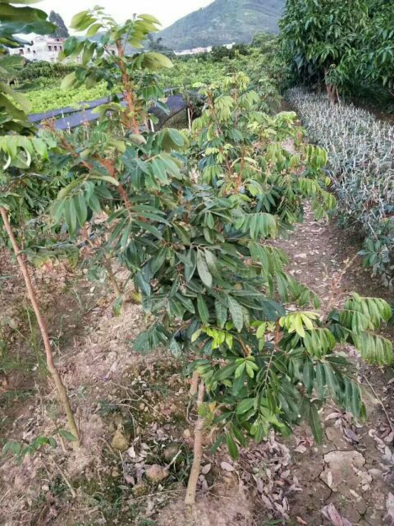 龙眼树苗50~80cm