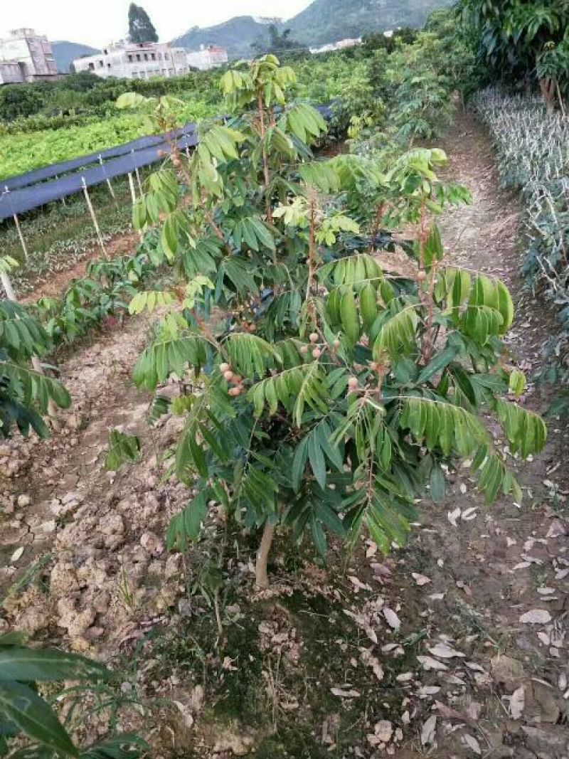 龙眼树苗50~80cm