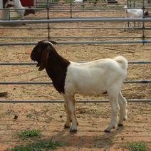 波尔山羊30~50斤/头纯种波尔山羊羊羔，种公羊，怀孕