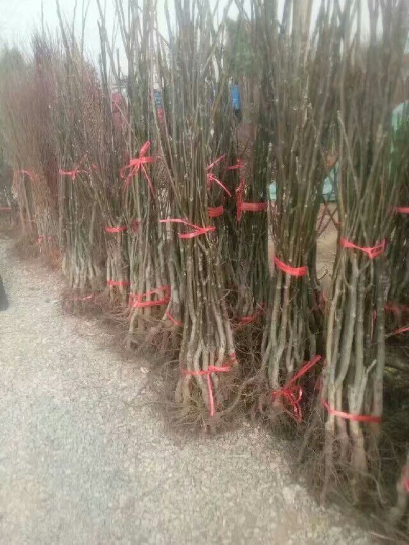 核桃苗一年苗50~100cm