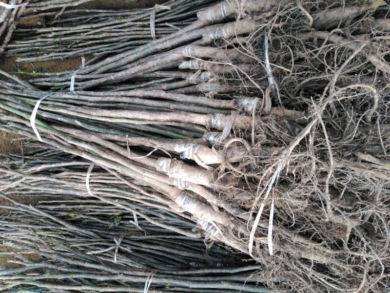 核桃苗一年苗50~100cm