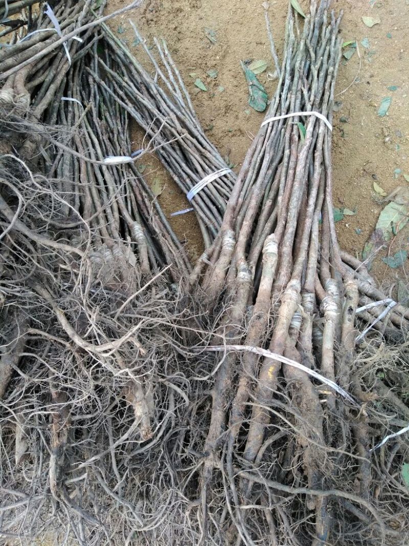 核桃苗一年苗50~100cm