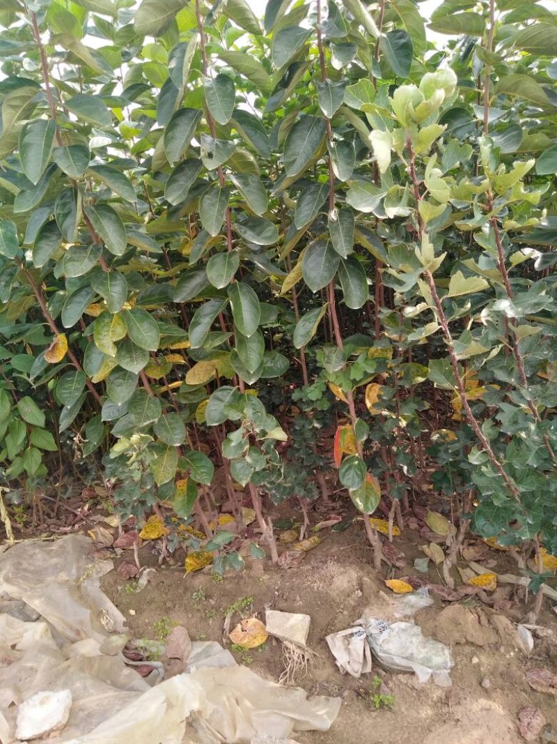 柿子树苗50~80cm包品种包成活死苗补发