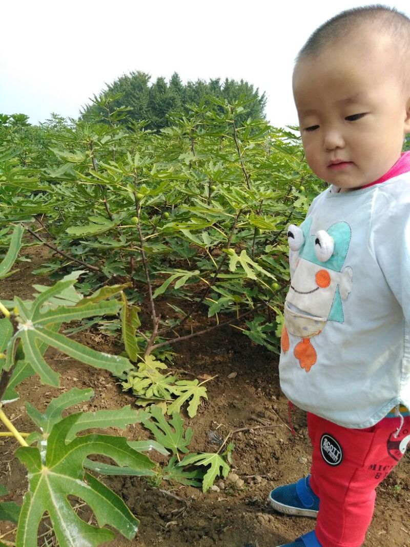 无花果苗50cm以上包邮