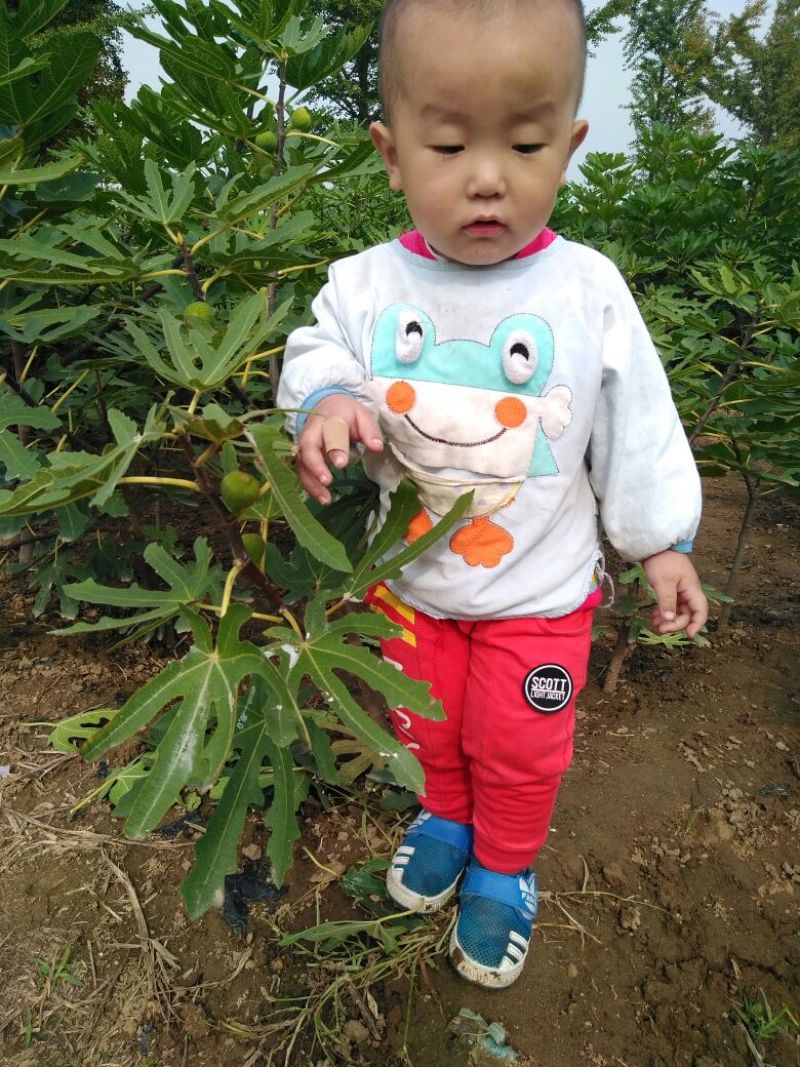 无花果苗50cm以上包邮