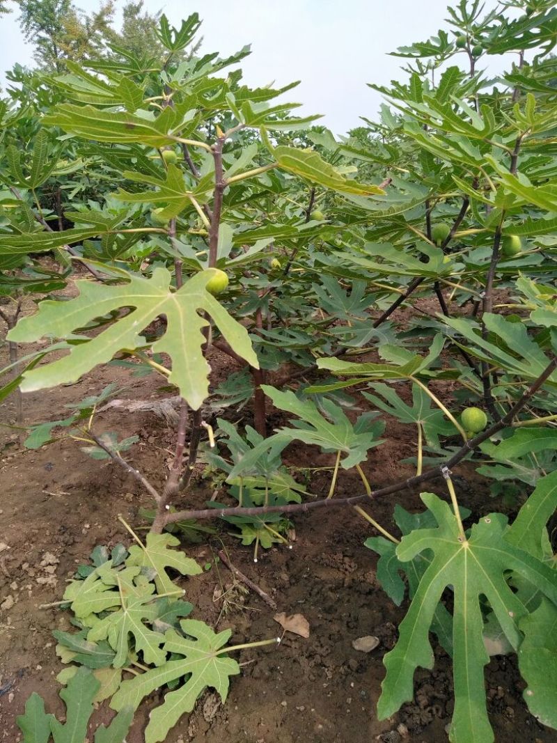 无花果苗50cm以上包邮