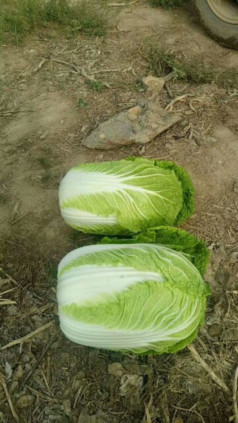 白菜4~6斤净菜