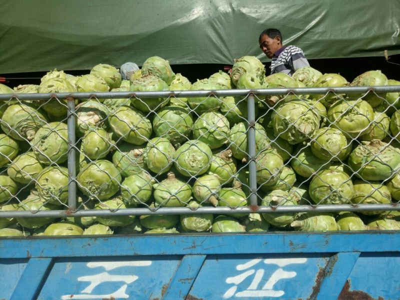 苤蓝1斤以上