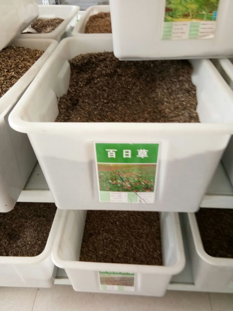 野花组合种子四季播野花组合种子多年生花种子四季开花籽花
