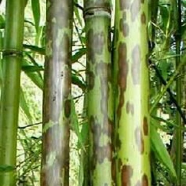 斑竹2~3m