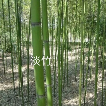 淡竹3~4m