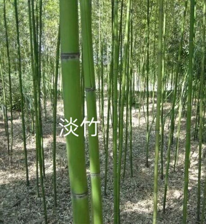 淡竹3~4m