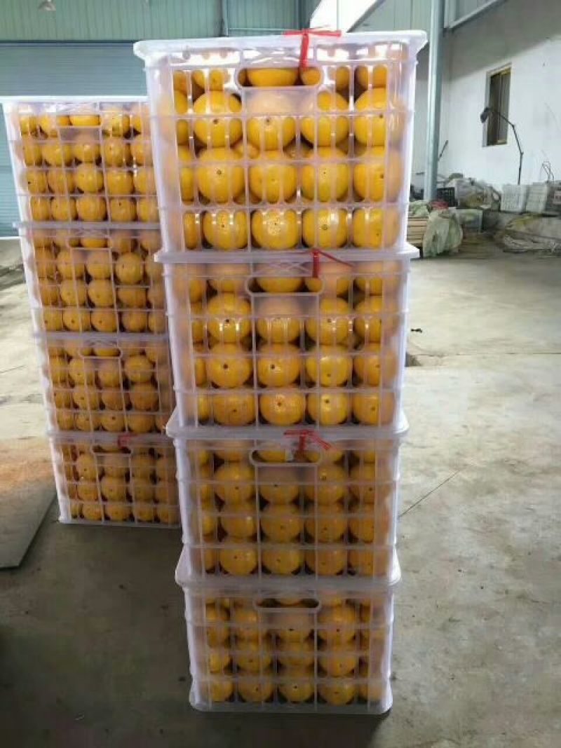 《东江湖精品特早蜜橘》诚信为本，互利互赢