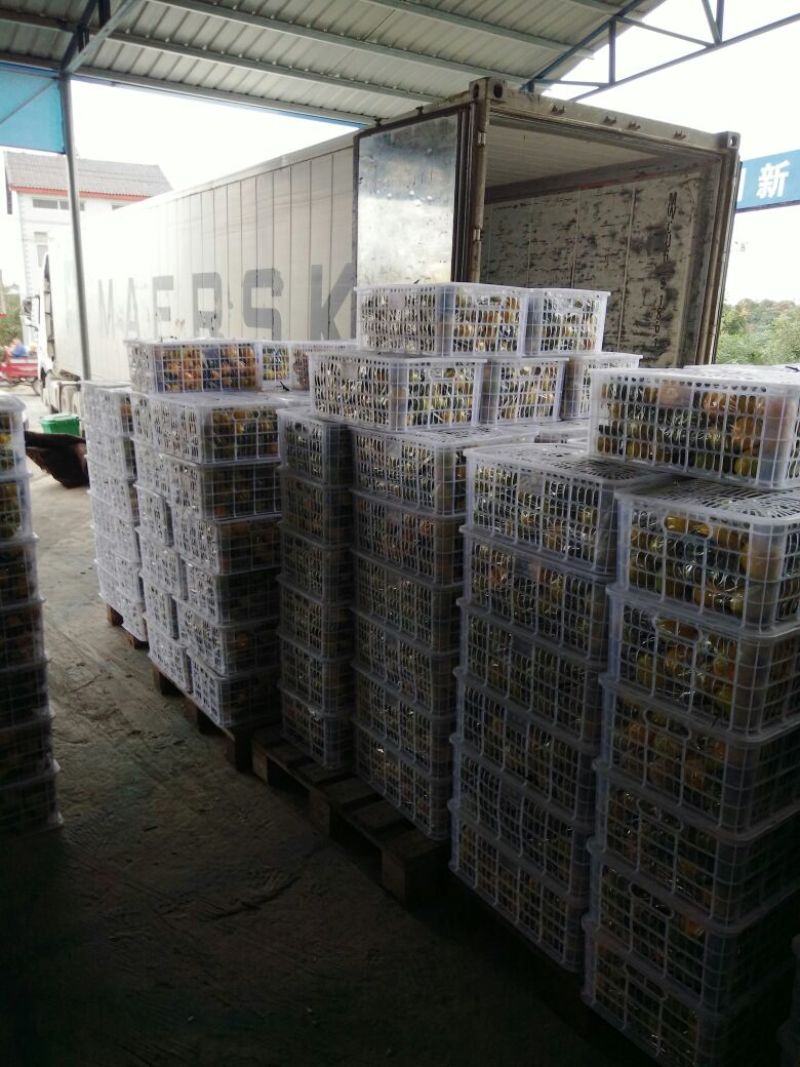 《东江湖精品特早蜜橘》诚信为本，互利互赢