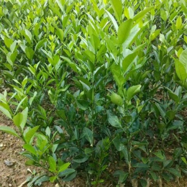 沃柑苗30~50cm