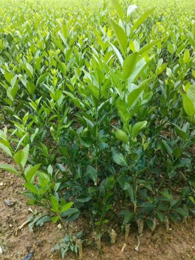 沃柑苗30~50cm