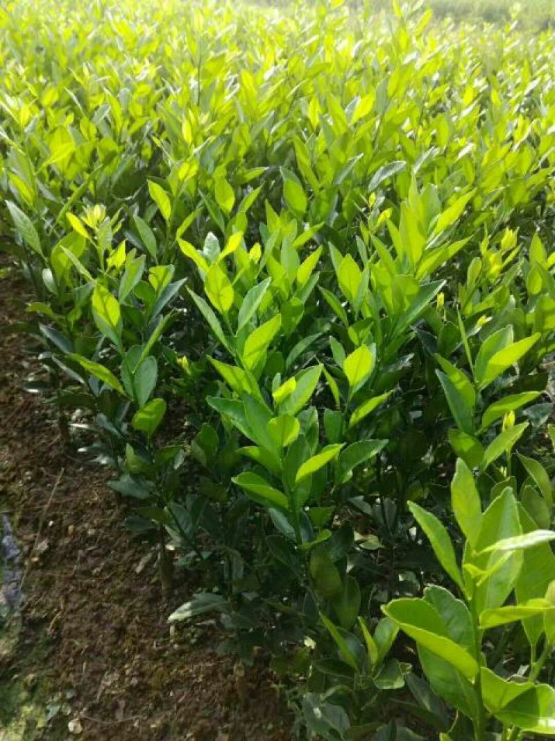 沃柑苗30~50cm