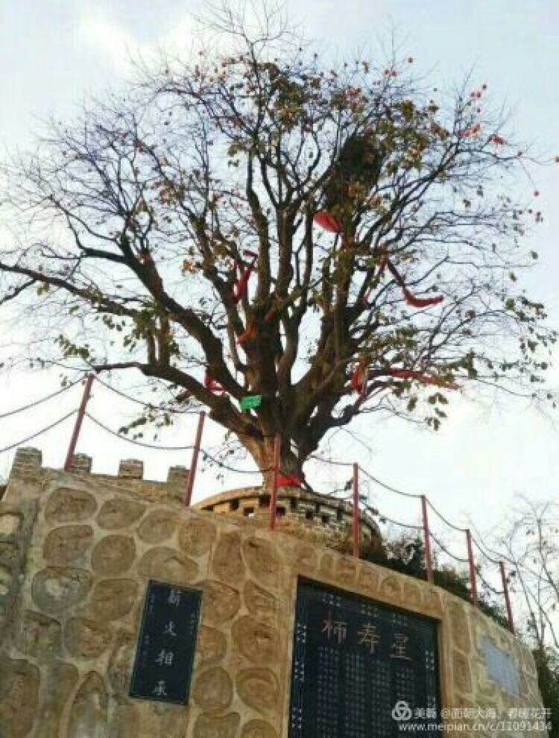 柿饼2~2.5两