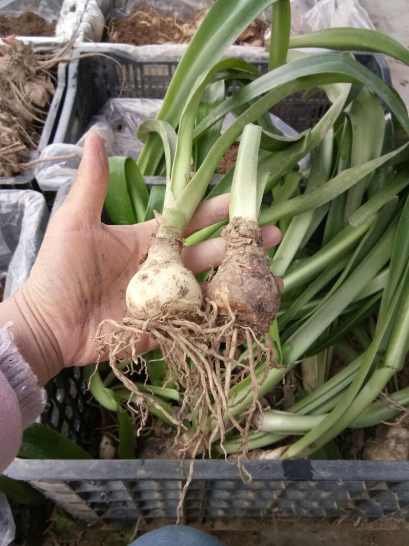 朱顶红种球4~6公分荷兰进口重瓣朱顶红种球阳台盆栽花卉