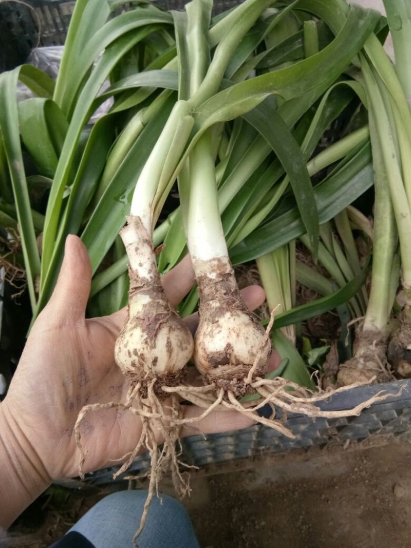 朱顶红种球4~6公分荷兰进口重瓣朱顶红种球阳台盆栽花卉