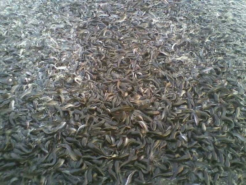 八胡鲶八须鲢食用活鱼各个规格的都有保质保量