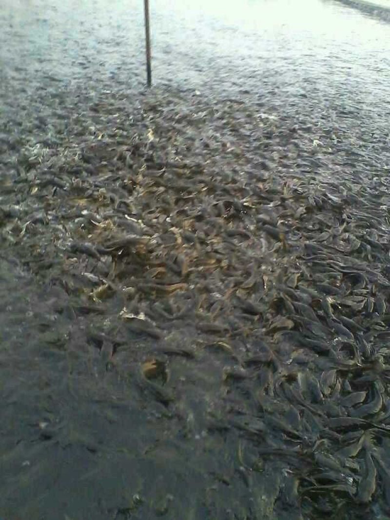 八胡鲶八须鲢食用活鱼各个规格的都有保质保量
