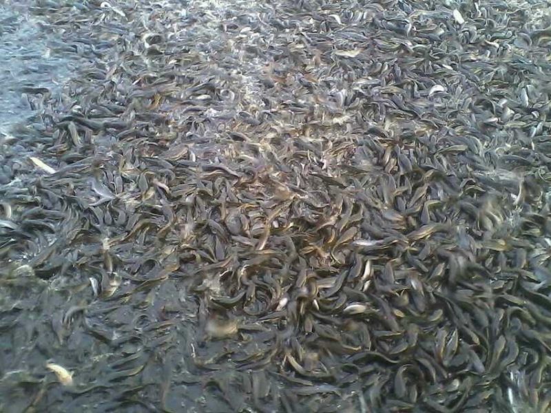 八胡鲶八须鲢食用活鱼各个规格的都有保质保量