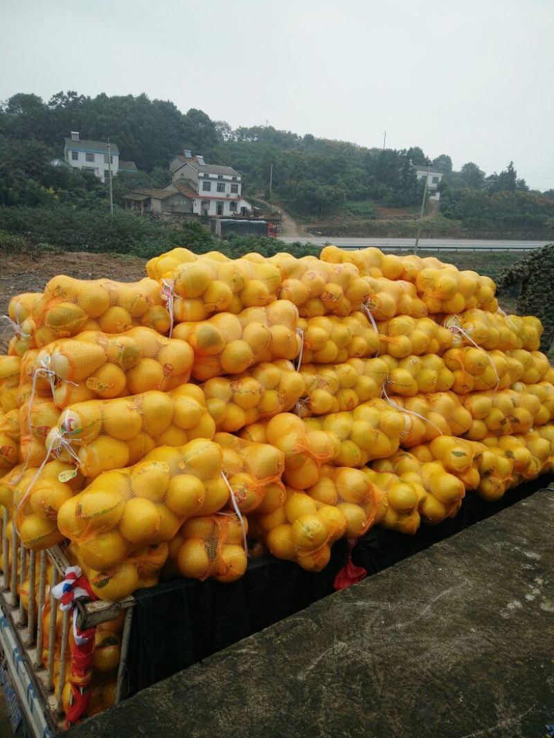 精品蜜柚产地批发看货论价保质保量