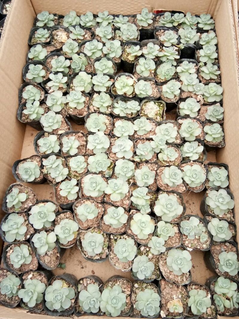 多肉植物多肉植物种植肉肉植物绿植花卉盆栽多肉植物新款