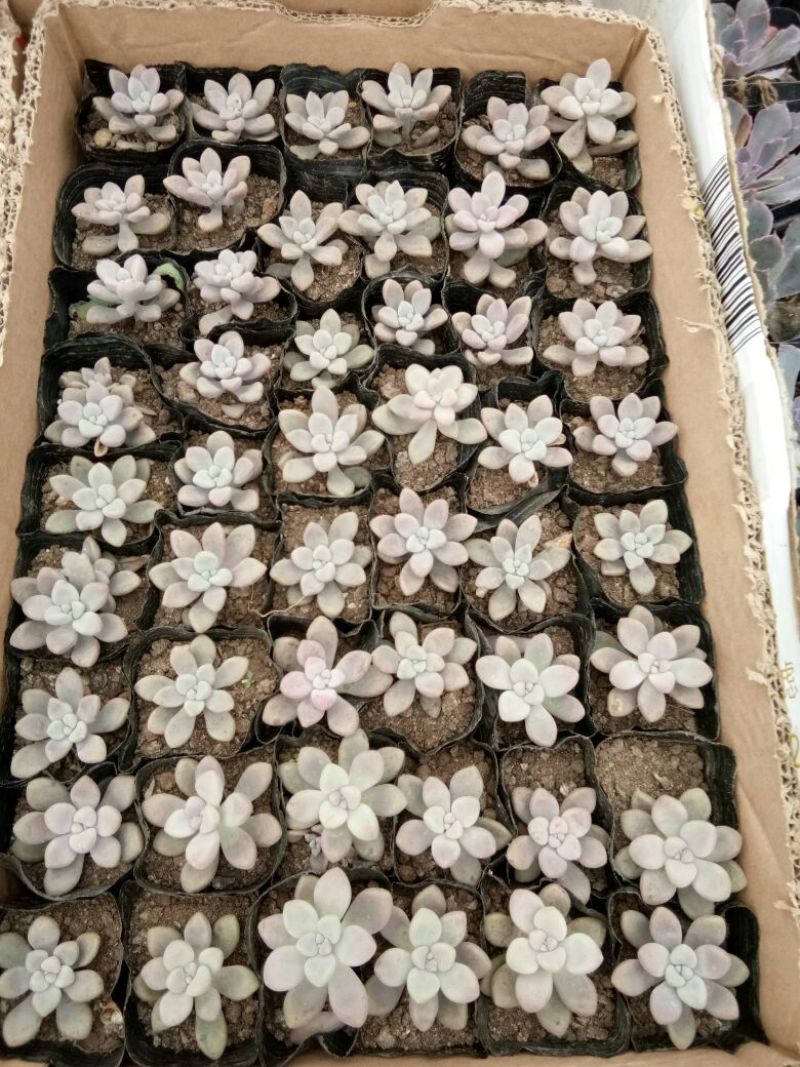 多肉植物多肉植物种植肉肉植物绿植花卉盆栽多肉植物新款