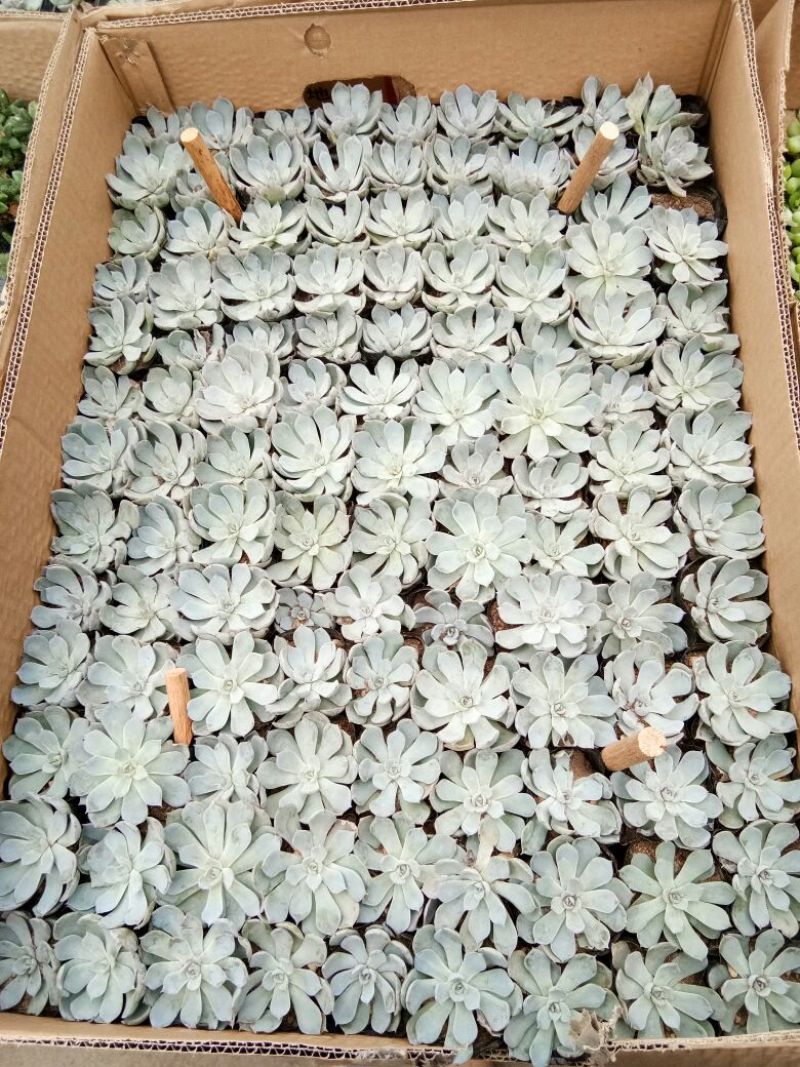 多肉植物多肉植物种植肉肉植物绿植花卉盆栽多肉植物新款