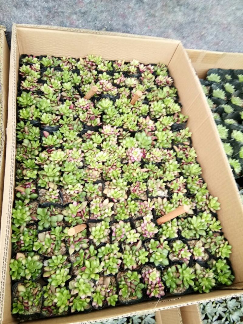 多肉植物多肉植物种植肉肉植物绿植花卉盆栽多肉植物新款