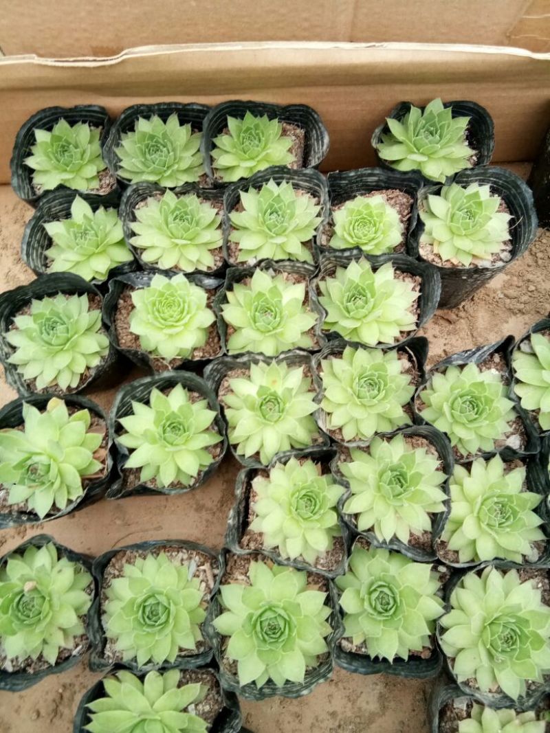 多肉植物多肉植物种植肉肉植物绿植花卉盆栽多肉植物新款